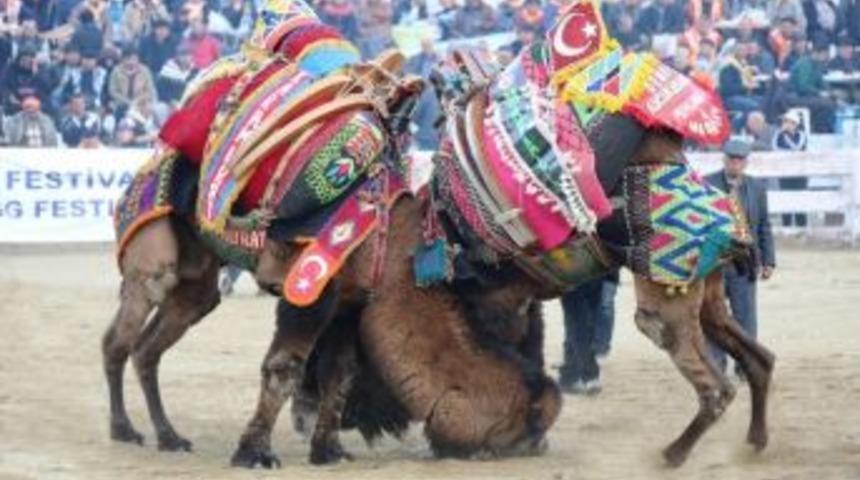 Sel&ccedil;uk Efes Deve G&uuml;reşlerine Yağmur Engeli