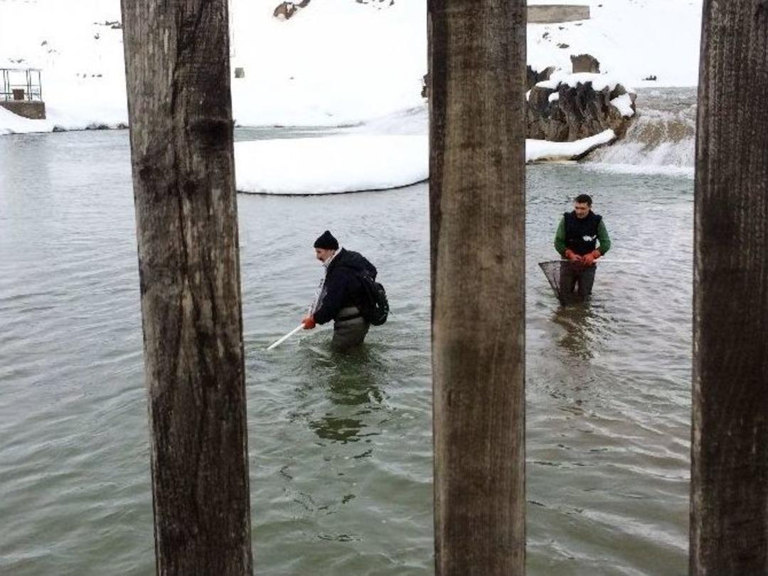 Hes&rsquo;lerin Balıklar &Uuml;zerindeki Etkisi