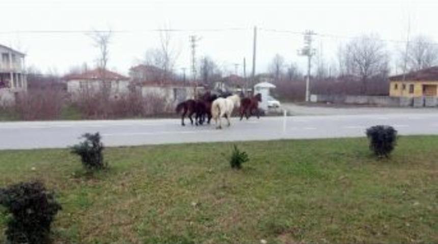 Yılki Atlar Karayolunda Kazalara Davetiye &Ccedil;ıkartıyor