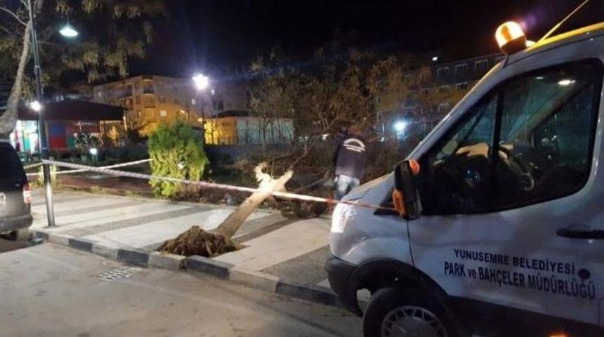 Lodosun Devirdiği Ağa&ccedil;lar Ekiplerce Kaldırıldı