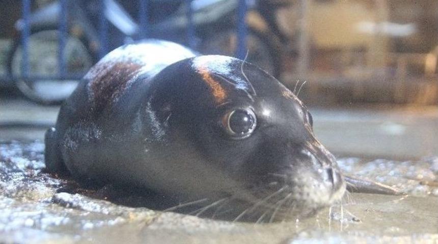 Fırtına&rsquo;da Yolunu Kaybeden Akdeniz Foku Kıyıya Vurdu