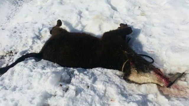 Durankaya’da Heyelan: 11 Hayvan Telef Oldu