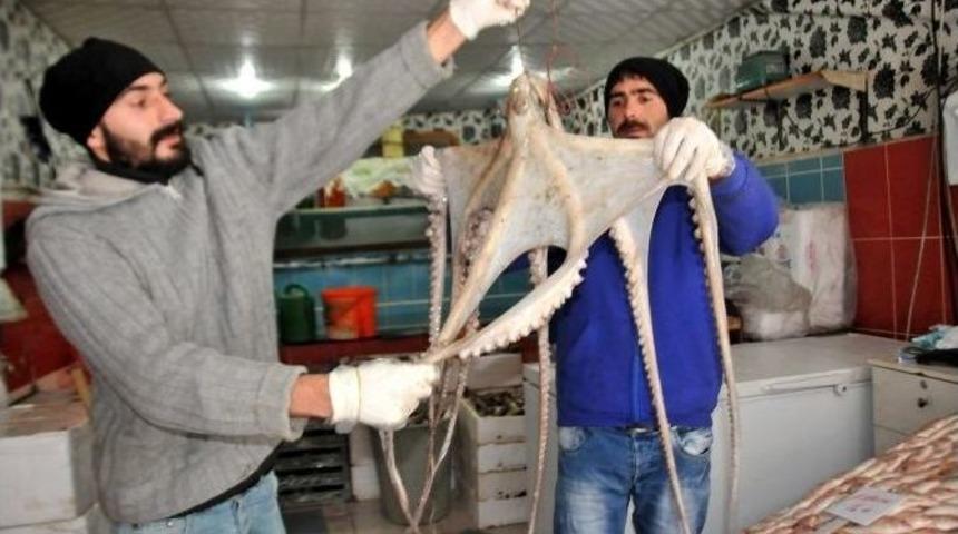 Hakkari&rsquo;ye İlk Defa Getirilen Ahtapota Yoğun İlgi