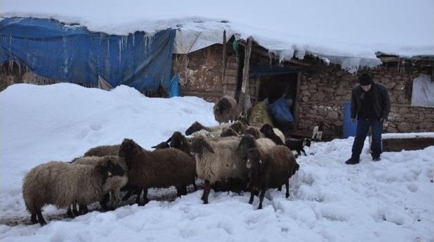 (&ouml;zel Haber) Soğuk Havadan En Fazla Hayvanlar Etkileniyor