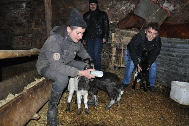 (özel Haber) Soğuk Havadan En Fazla Hayvanlar Etkileniyor