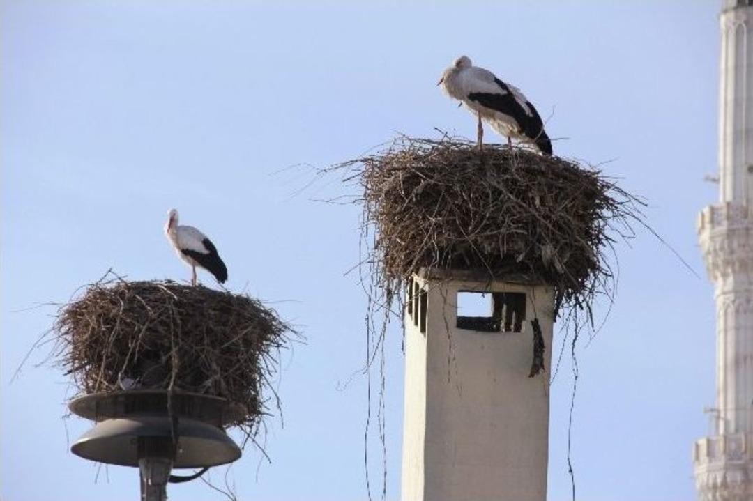 (&ouml;zel Haber) Baharın Habercisi Leylekler Erken Geldi