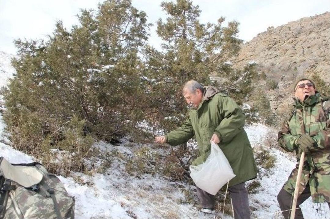 Yaban Hayatına Dondurucu Soğukta Yem Takviyesi