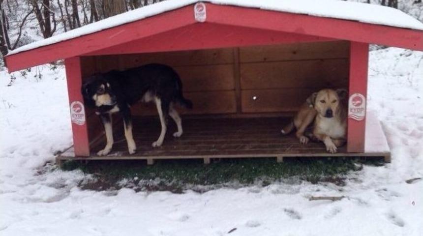 Ey&uuml;p Belediyesi Sokak Hayvanları İ&ccedil;in Seferber Oldu