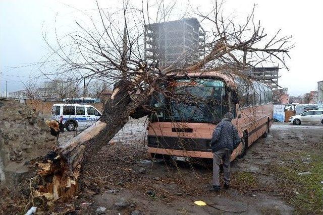 Şiddetli Rüzgar Nedeniyle Otobüsün Üzerine Ağaç Devrildi