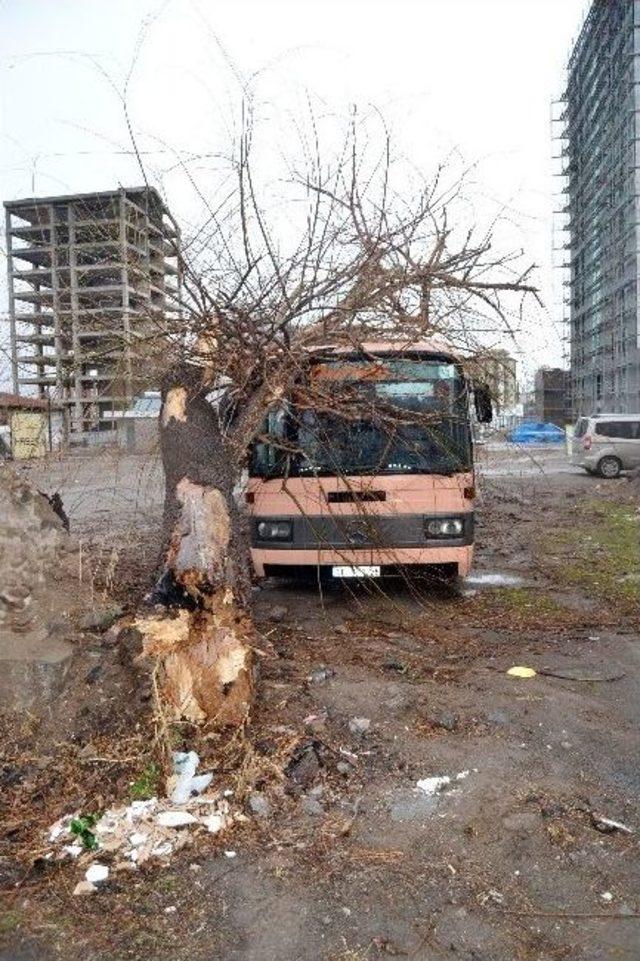 Şiddetli Rüzgar Nedeniyle Otobüsün Üzerine Ağaç Devrildi