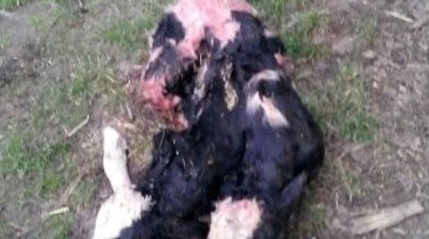 Çift Başlı Buzağı Görenleri Şok Etti