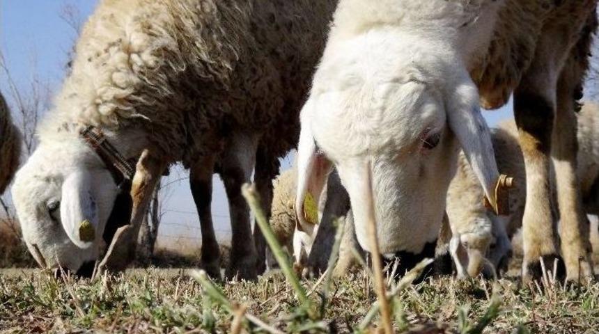 (&ouml;zel Haber) Başkan Akt&uuml;rk: "hayvanlarınızı Meradan &Ccedil;ekin"