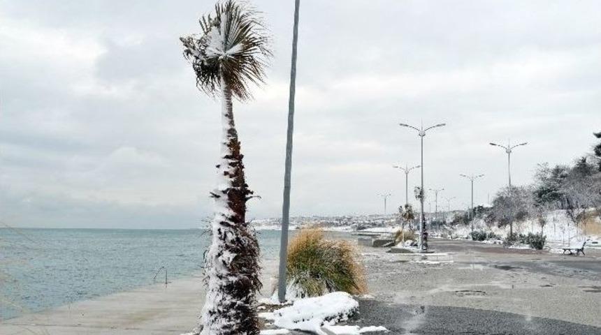 B&uuml;y&uuml;k&ccedil;ekmece&rsquo;de "palmiyeler &Uuml;ş&uuml;mesin" Seferberliği