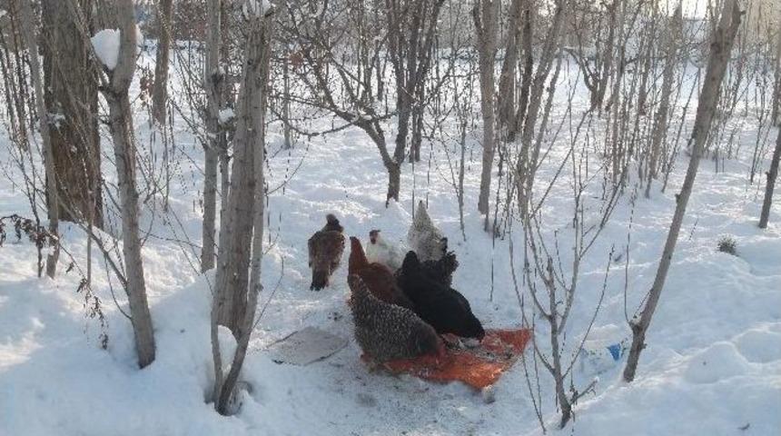 Soğuk Hava Tavukları Da Vurdu