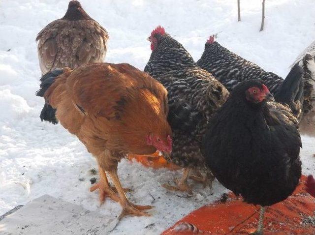 Soğuk Hava Tavukları Da Vurdu