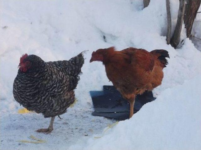 Soğuk Hava Tavukları Da Vurdu