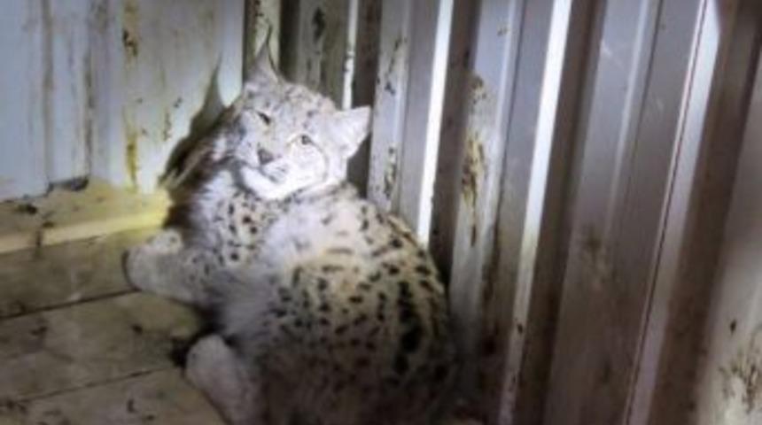 Nesli T&uuml;kenmekte Olan Yaralı Vaşak Bayburt&rsquo;ta Yakalandı