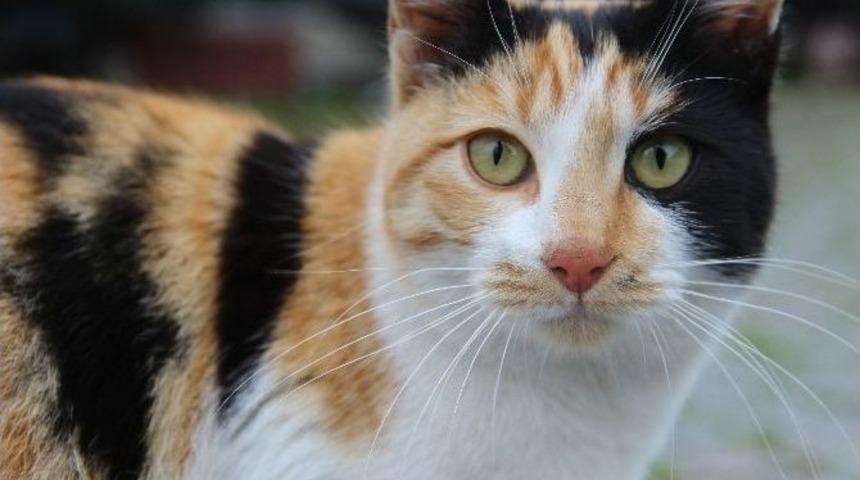 Sokak Hayvanları Kara Kışta Unutulmadı