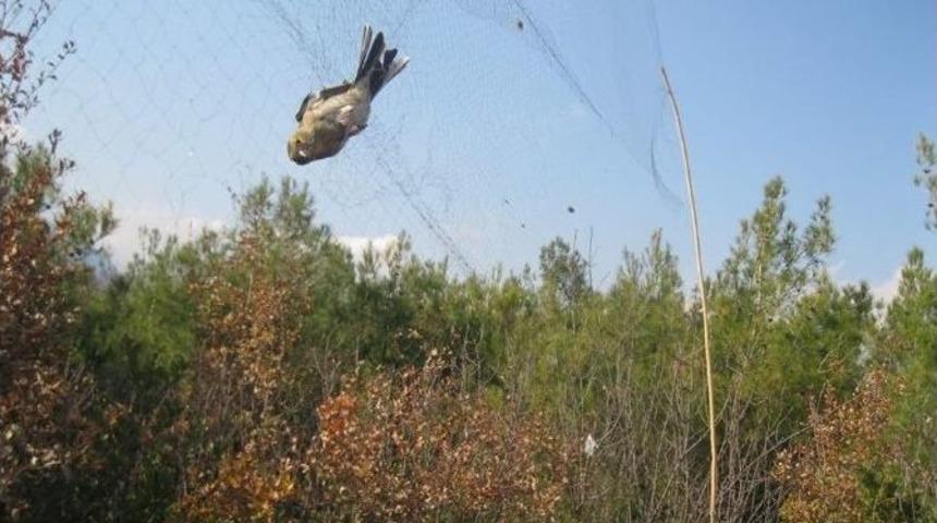 Hayalet Ağlarla Yakalanan 21 Kuş Kurtarıldı