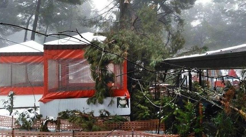 Demirci&rsquo;de Kar Yağışı Ağa&ccedil;lara Zarar Verdi