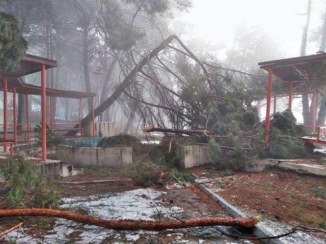 Demirci&rsquo;de Kar Yağışı Ağa&ccedil;lara Zarar Verdi 1