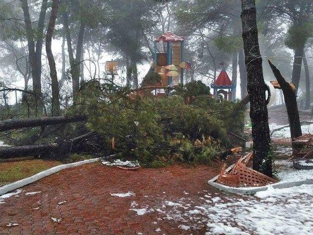 Demirci&rsquo;de Kar Yağışı Ağa&ccedil;lara Zarar Verdi 3