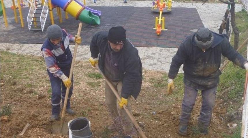 Bilecik Belediyesinden S&uuml;s Fidanı Dikimi