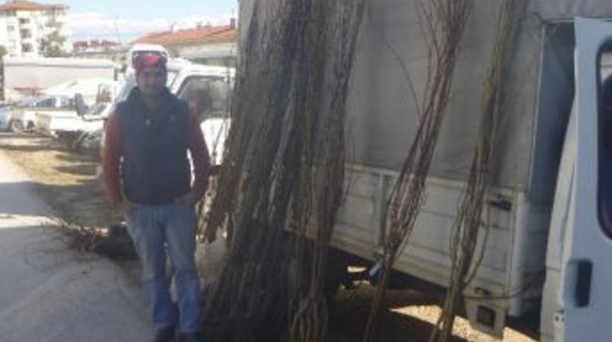 Bilecik&rsquo;te Meyve Fidanları Satışa Sunuldu