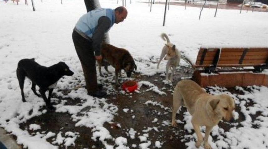 Beyoğlu Belediyesi Sokak Hayvanlarını Unutmadı