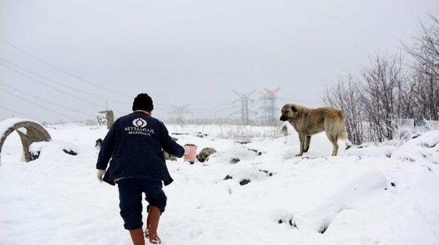 Yaban Ve Sokak Hayvanları İ&ccedil;in Doğaya Yem Bırakıldı