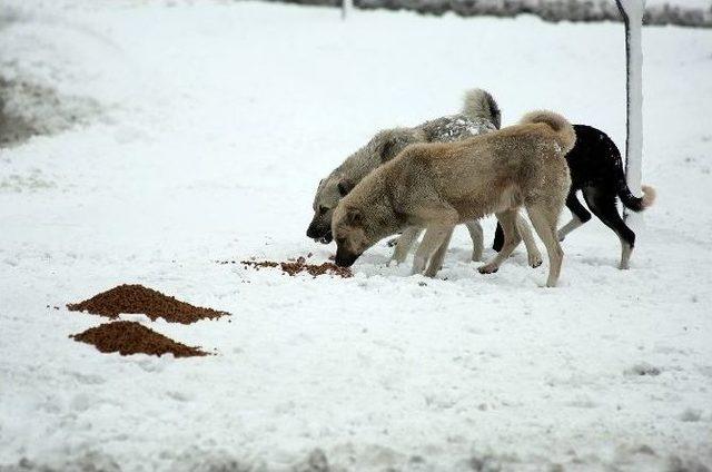 Yaban Ve Sokak Hayvanları İçin Doğaya Yem Bırakıldı