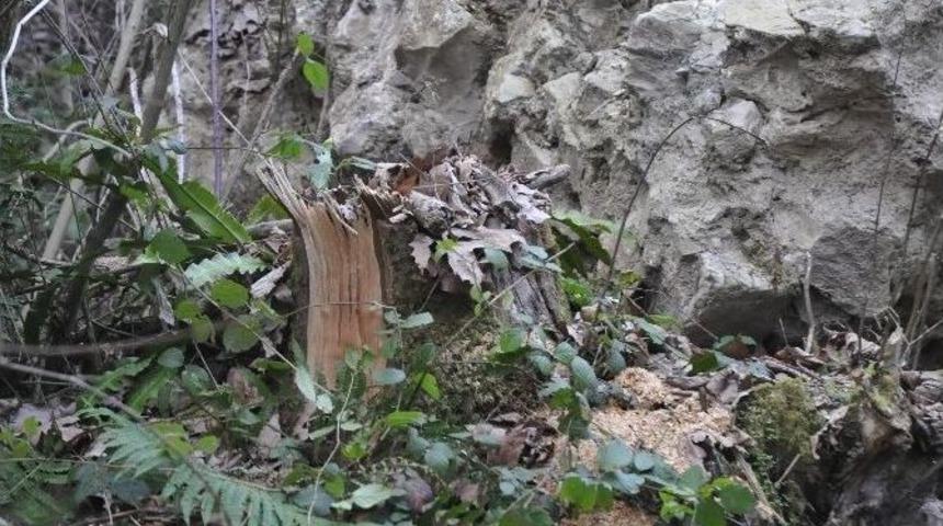 Kurug&ouml;l Kanyon Yolunda Esrarengiz Ağa&ccedil; Kesimleri