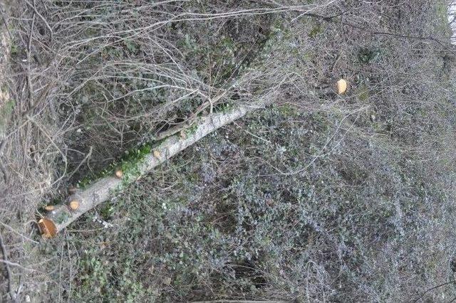 Kurugöl Kanyon Yolunda Esrarengiz Ağaç Kesimleri