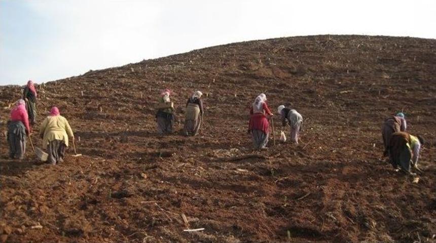 Adana Orman B&ouml;lge M&uuml;d&uuml;rl&uuml;ğ&uuml; 3.5 Milyon Fidanı Toprakla Buluşturdu