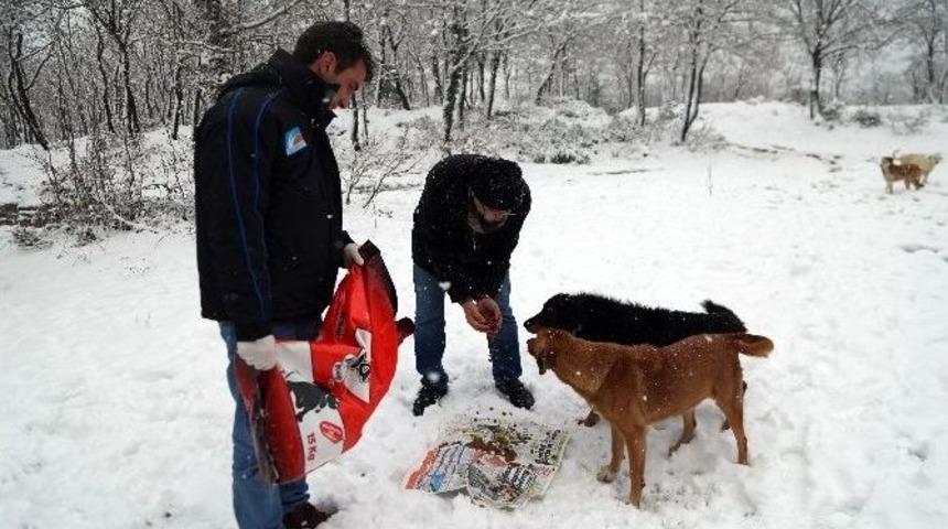 Belediye Ekipleri Sokak Hayvanlarını Besledi
