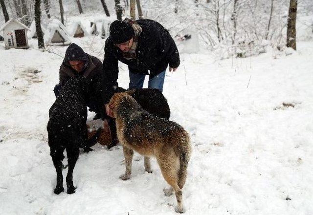 Belediye Ekipleri Sokak Hayvanlarını Besledi