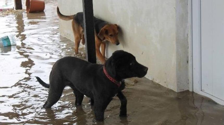 Edirne&rsquo;de Taşkında Mahsur Kalan K&ouml;pekler Kurtarıldı