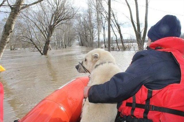 Edirne’de Taşkında Mahsur Kalan Köpekler Kurtarıldı