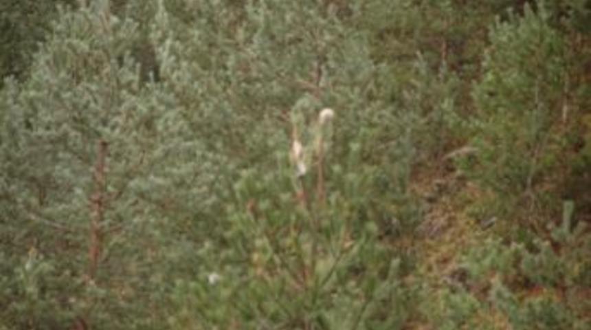 &Ccedil;am Kese B&ouml;ceği Ormanları Tehdit Ediyor