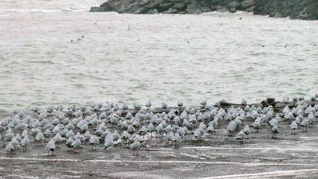 Karadeniz’de Dev Dalgalar Sahilleri Dövüyor