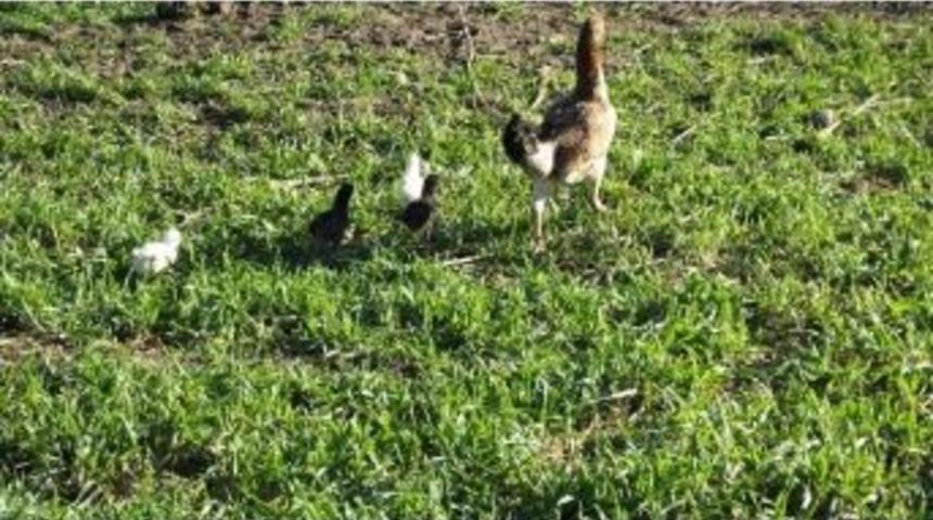 Burhaniye&rsquo;de Tavuk Kış Ortasında Civciv &Ccedil;ıkardı