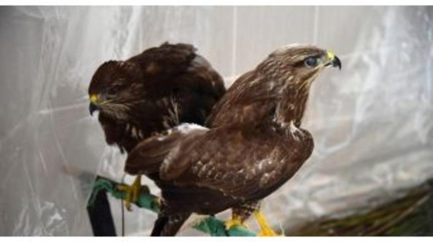 Yaralı Şahinler Tedavi Altında