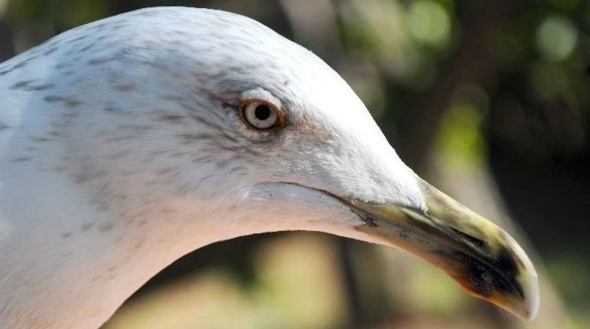 Yaralı Martıya Vatandaş Şefkati