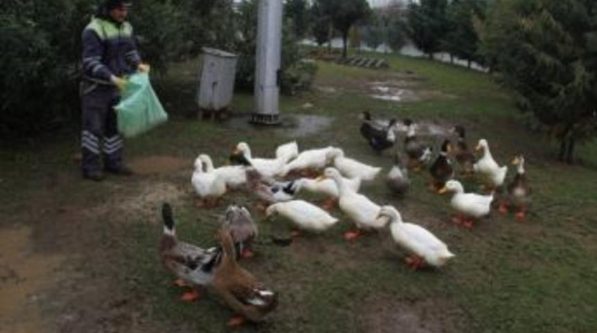 Fuardaki &Ouml;rdeklere Yem Desteği