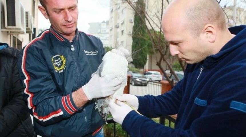 Yaralı Martı Hayata Tutundu