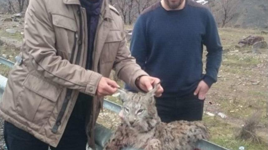 &Ouml;l&uuml; Bulunan Vaşak Siirt&rsquo;te İlk Kez Kayıtlara Ge&ccedil;ti