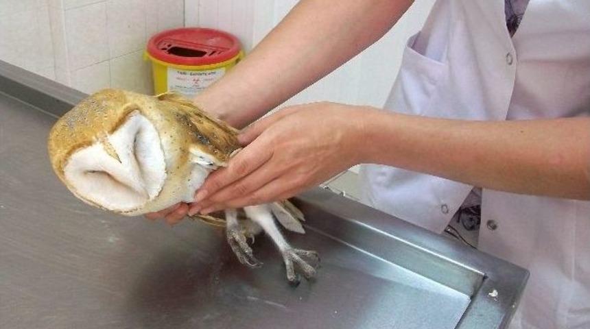 Onlarca Yaban Hayvanı Tedavi Edildi