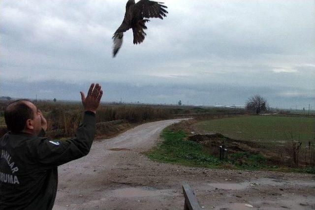 Onlarca Yaban Hayvanı Tedavi Edildi