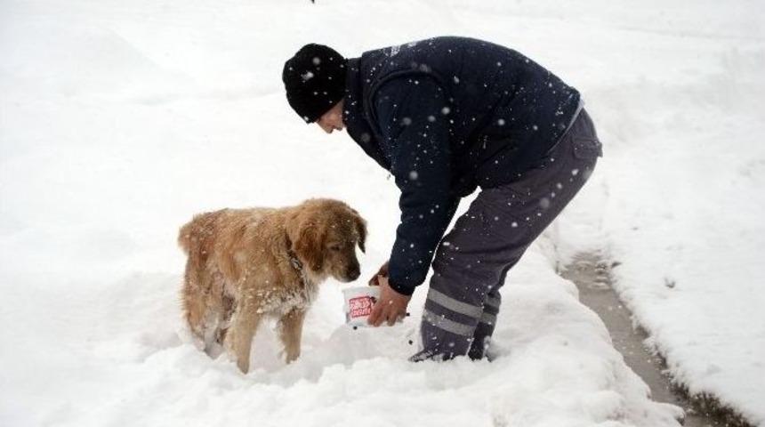 Osmangazi Belediyesi Sokak Hayvanlarına Sahip &Ccedil;ıktı