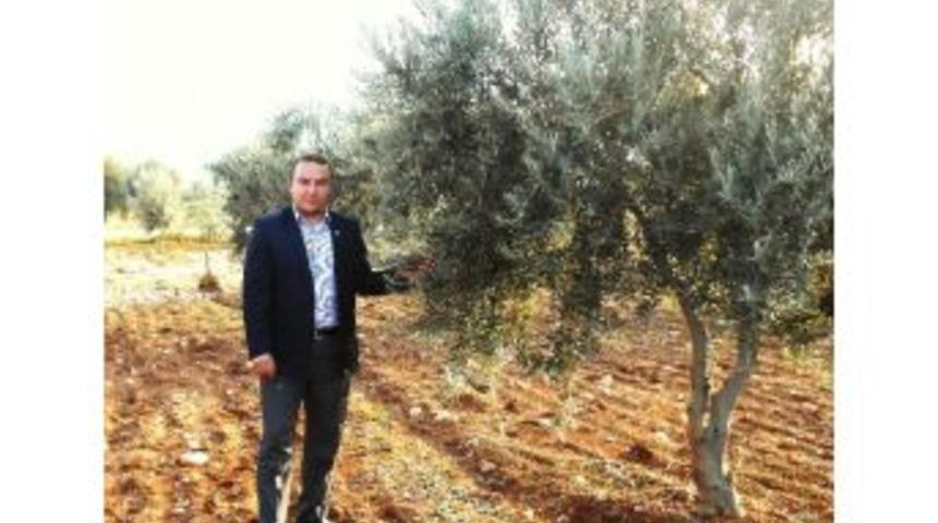 Kilis Ziraat Odasından Tarım Sigortası &Ccedil;ağrısı